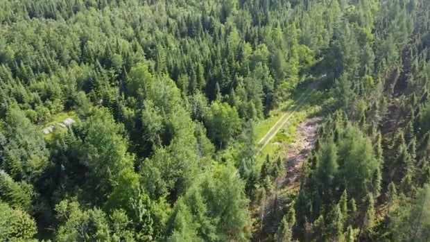 Québec veut aider l’industrie forestière à se diversifier