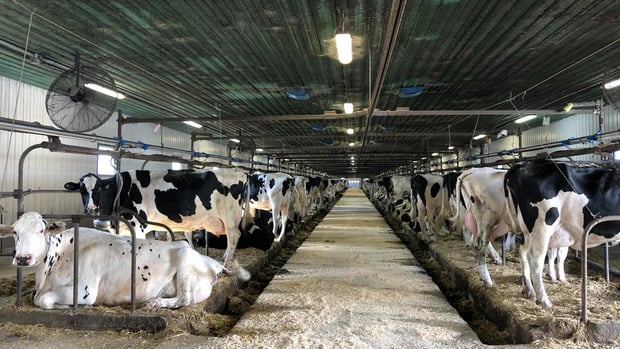 Deux fermes beauceronnes ouvrent exceptionnellement leurs portes aux visiteurs