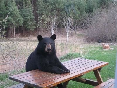 FD-Ours table Pic-nicSAINTE-AGATHE-DES-MONTS-Cet ours a été pratiquement adopté par le propriétaire d un camp de chasse et de pêche situé dans les bois de la région.