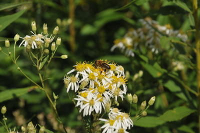 Du miel en abondance