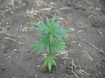 337 plants saisis à Rawdon