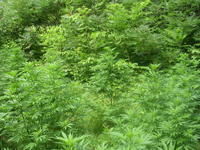 Trois autres saisies de cannabis