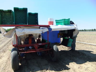 Le mauvais temps, une bénédiction pour les asperges
