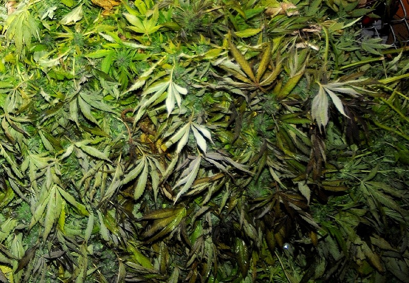 Importante saisie de cannabis par la GRC