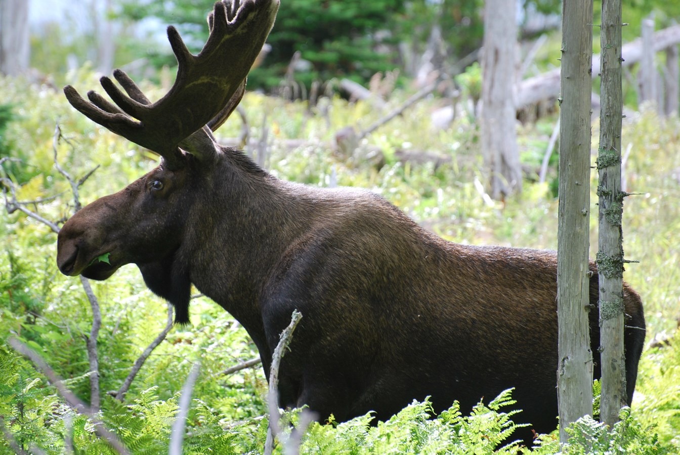 Ouverture de la chasse : les chasseurs invités à adopter une bonne conduite