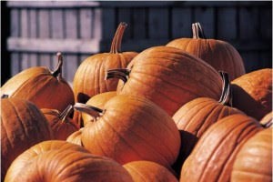 Concours de citrouilles décorées à Maison et jardins Antoine-Lacombe