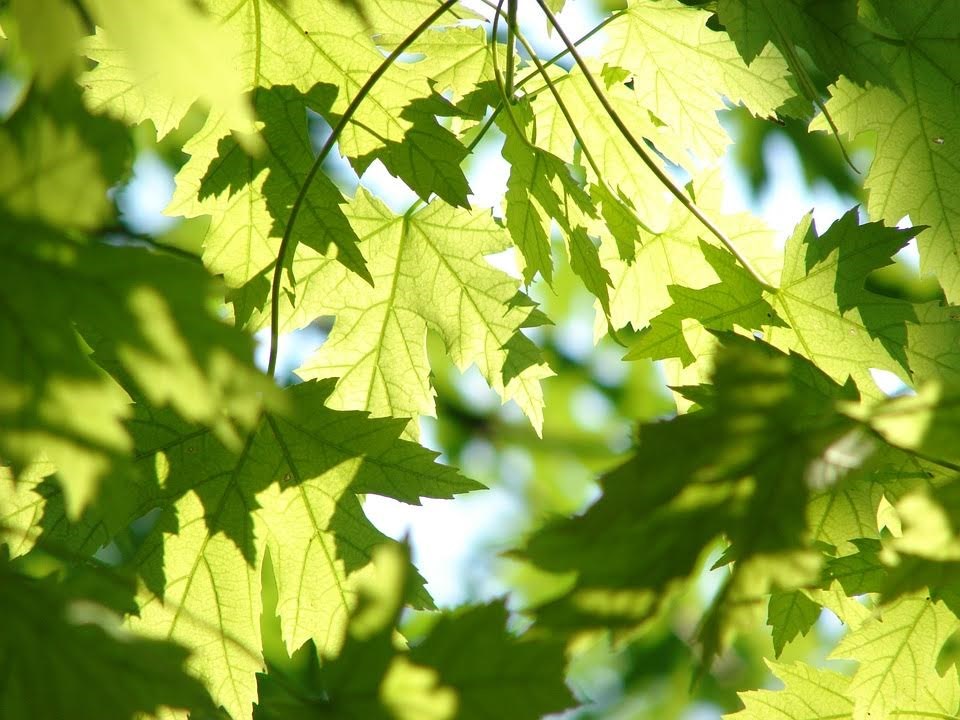 Un plan de gestion des milieux naturels à Joliette