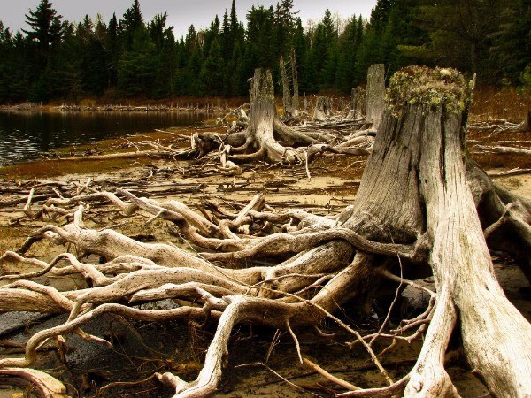 Exposition temporaire sur la forêt présentée à la Maison Louis-Cyr