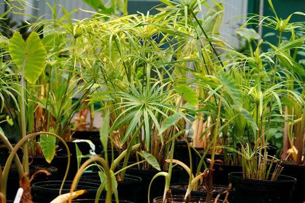 Le programme Horticulture et environnement du Cégep à Joliette annonce sa méga vente de fin d’année