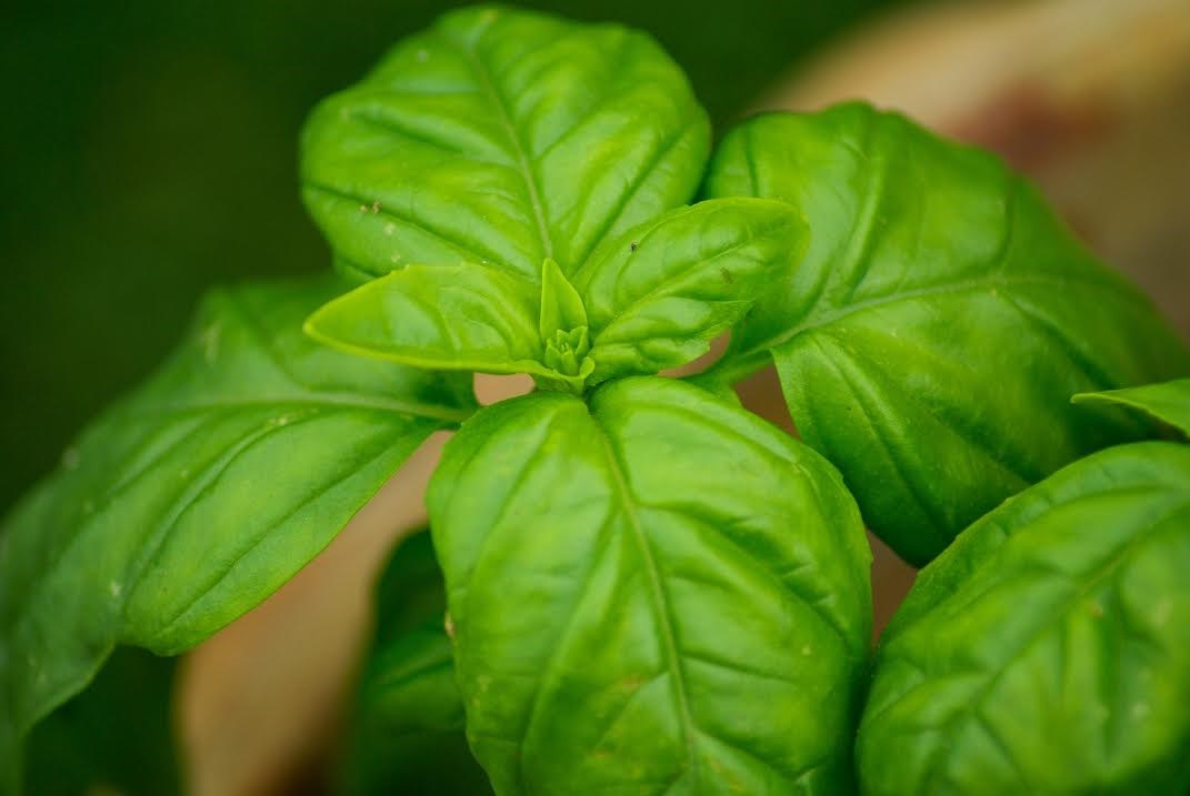 Plants de fines herbes et légumes : servez-vous