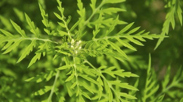 Il faut agir à la mi-juillet et à la mi-août pour réduire les effets nocifs du pollen de l’herbe à poux
