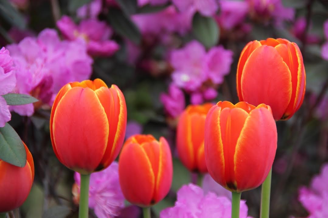 Atelier horticole : la culture des bulbes à floraison printanière