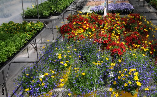Le programme Technologie de la production horticole et de l’environnement du Cégep à Joliette annonce sa méga vente de fin d’année!