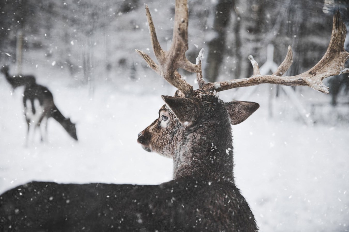 Les agents de protection de la faune mettent fin à d'importantes activités de braconnage dans la région de Lanaudière