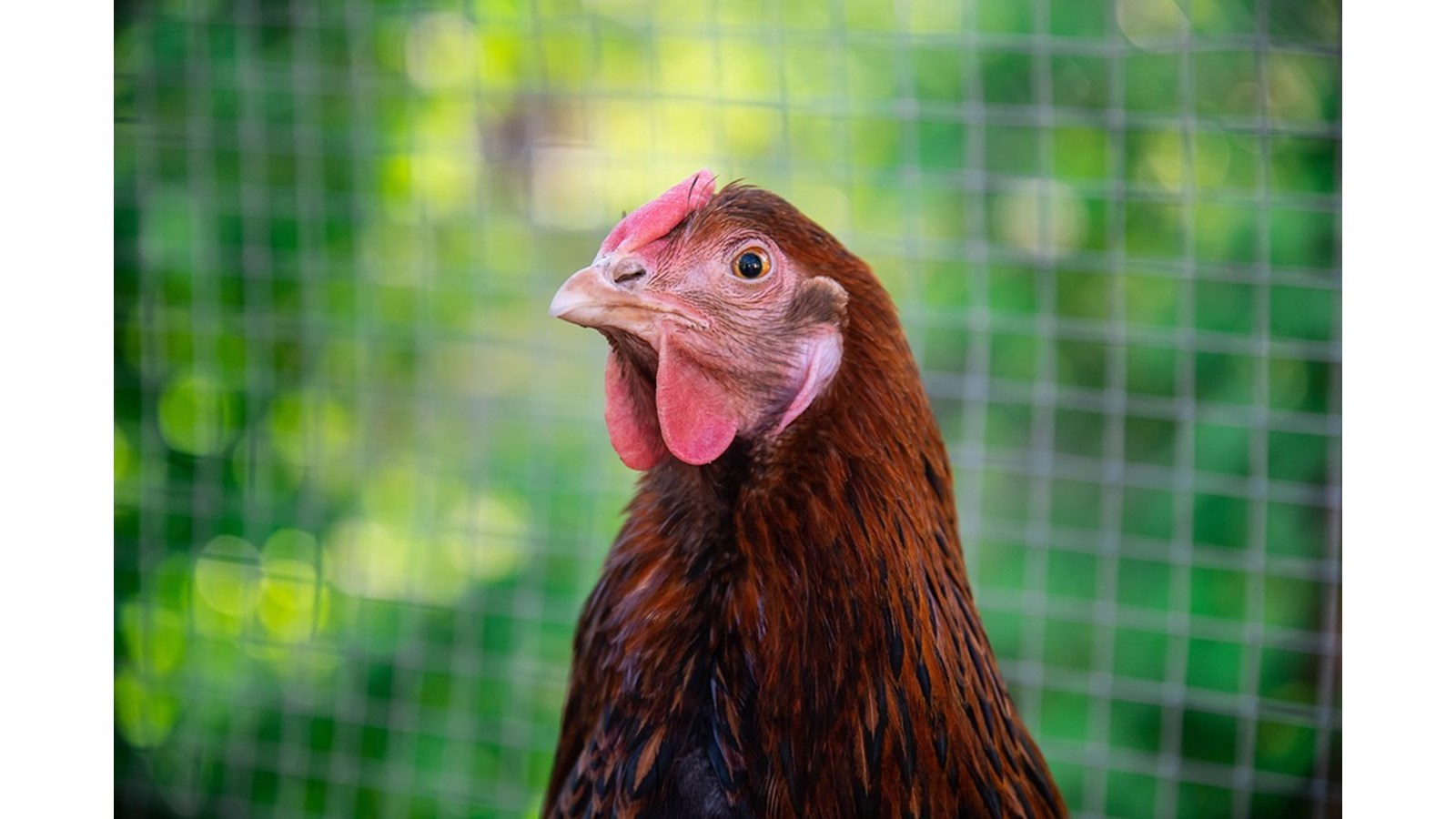 Lancement d’un projet-pilote de garde de poules urbaines