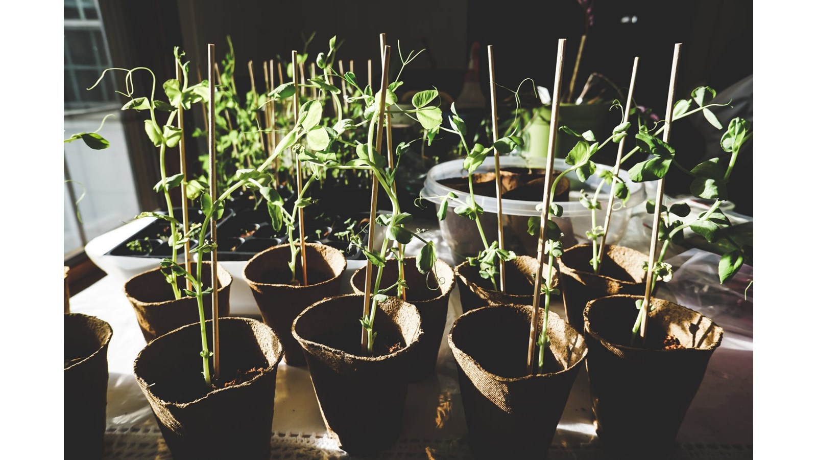 Des conférences horticoles pour lancer la saison de jardinage