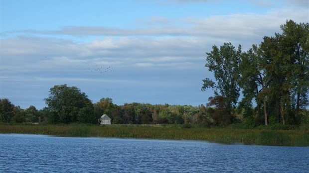 Une forêt nourricière dans l'ouest de l'Île Dupas