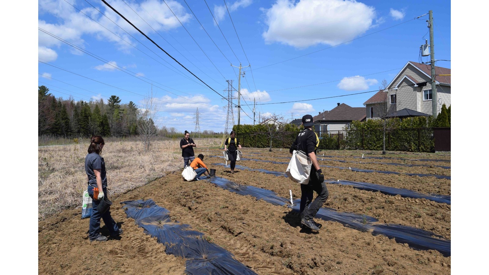 Plus de 500 arbres plantés à Joliette avec Arbre-Évolution