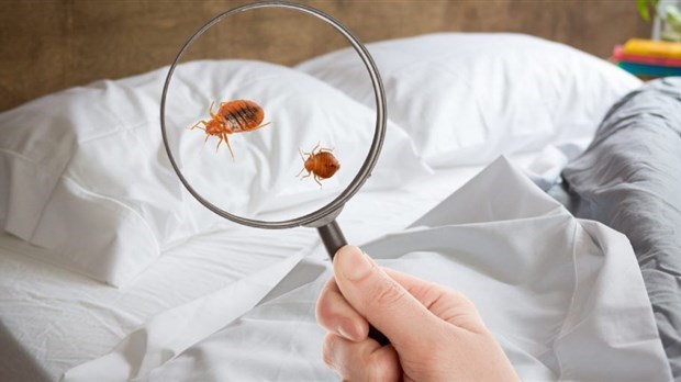 Quelques conseils pour prévenir une infestation de punaises de lit