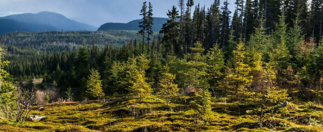 Du financement disponible pour l’aménagement durable des forêts de Lanaudière