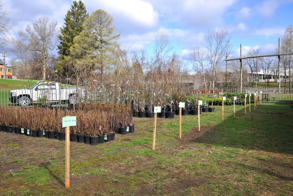 Les citoyens pourront faire un choix parmi 10 variétés d’arbres ou arbustes.