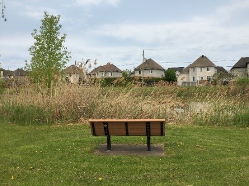 À terme, le parc du Ruisseau de Mascouche deviendra plus riche en biodiversité et le ruisseau sera restauré tant au niveau biologique qu’esthétique.