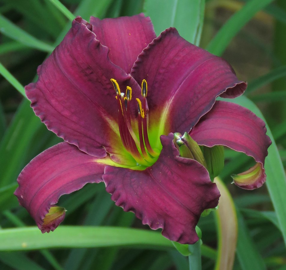 La création d'un nouveau cultivar d'hémérocalle a pris le nom de Rosalie-Cadron, grâce à l'invention de Pierre Morissette, vice-président de la Maison Rosalie-Cadron.