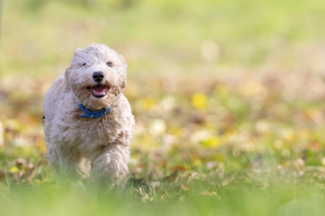 Saint-Félix-de-Valois : Consultation des citoyens pour un parc à chien