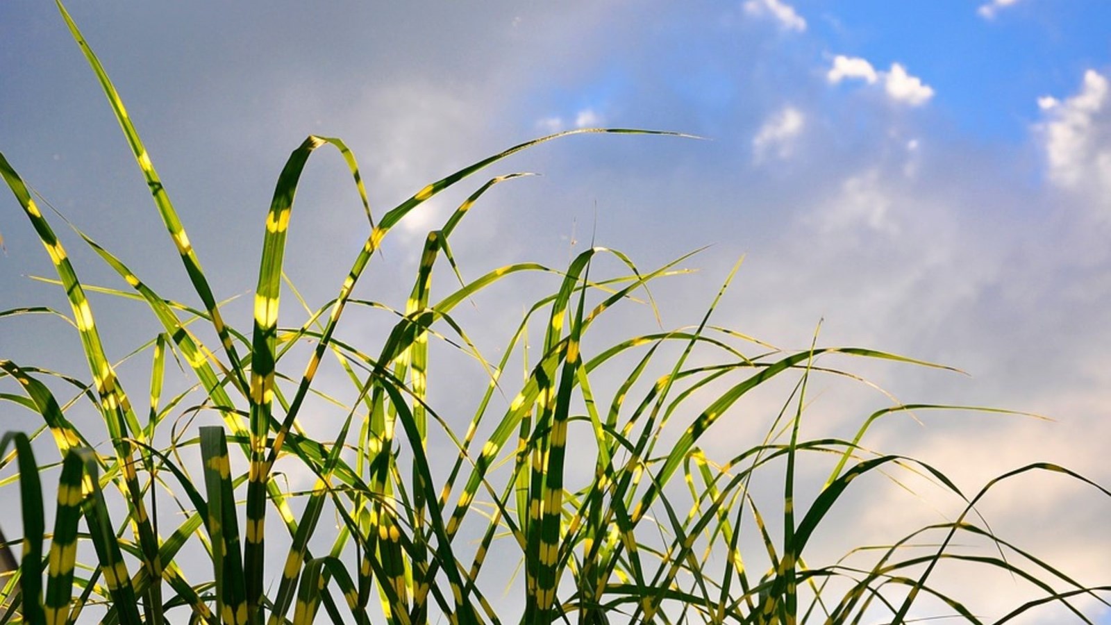La graminée Miscanthus Sinensis « Huron Sunrise ».