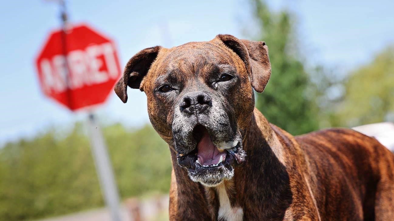 Où sera le prochain parc canin de la Ville de Joliette ?