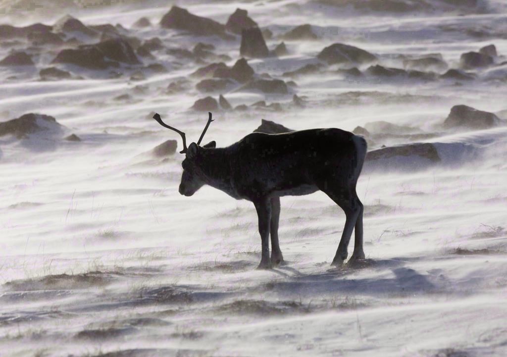 Près de 5000 espèces présentent un certain niveau de risque de disparition au Canada