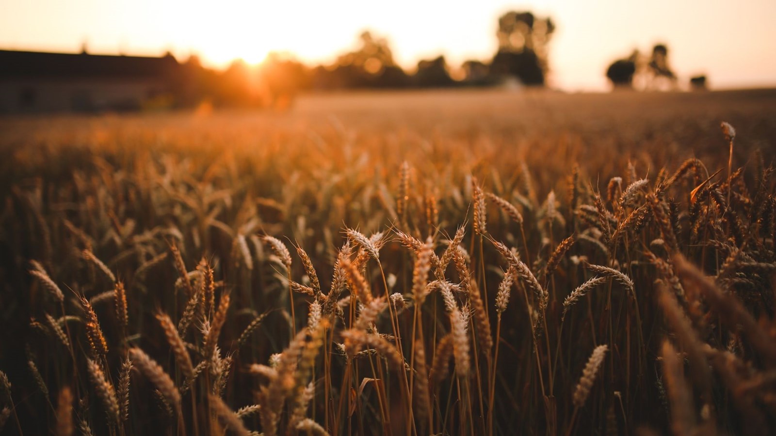 Les Producteurs de grains réclament une enveloppe conséquente à celle annoncée dans une optique de développement durable