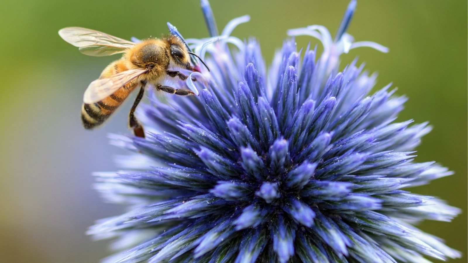 Merveilles d'Abeilles de Saint-Didace lance une gamme variée de miels thérapeutiques