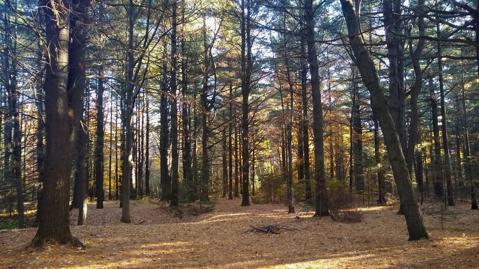 Une visite commentée sera donnée au Parc écologique de L'Assomption