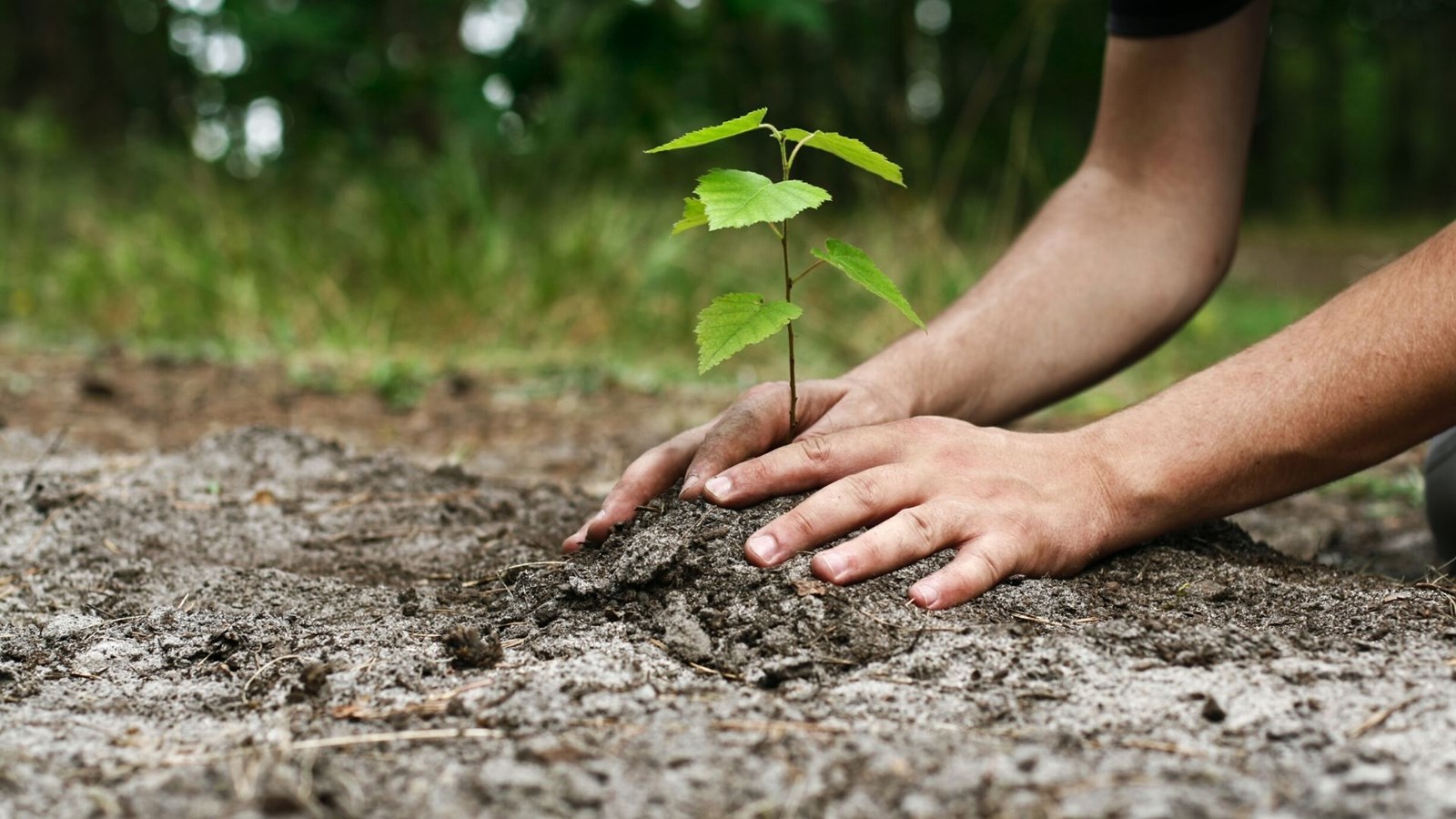 Le concours « Gagne ta plantation d'arbre » est lancé
