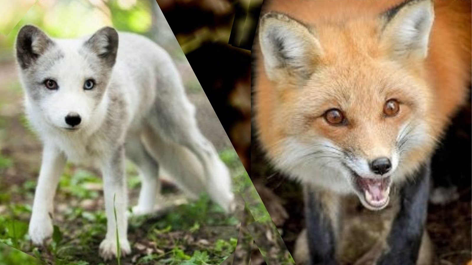 Les premiers dimanches du mois sont gratuits au Bioparc