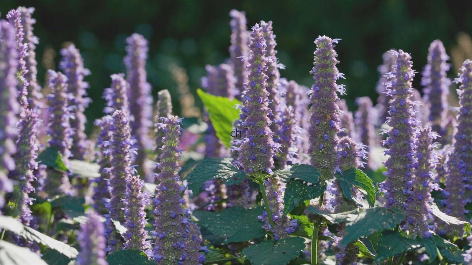L’agastache, plante indigène