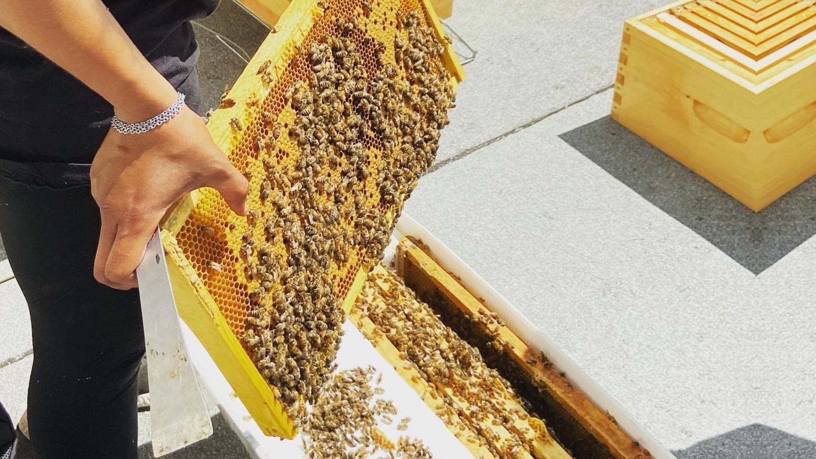 Des ruches d'abeilles sur le toit de la Maison de la Culture à L'Assomption