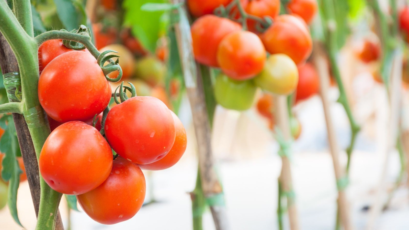 Le Parcours gourmand bonifie ses emplacements à Sainte-Julienne