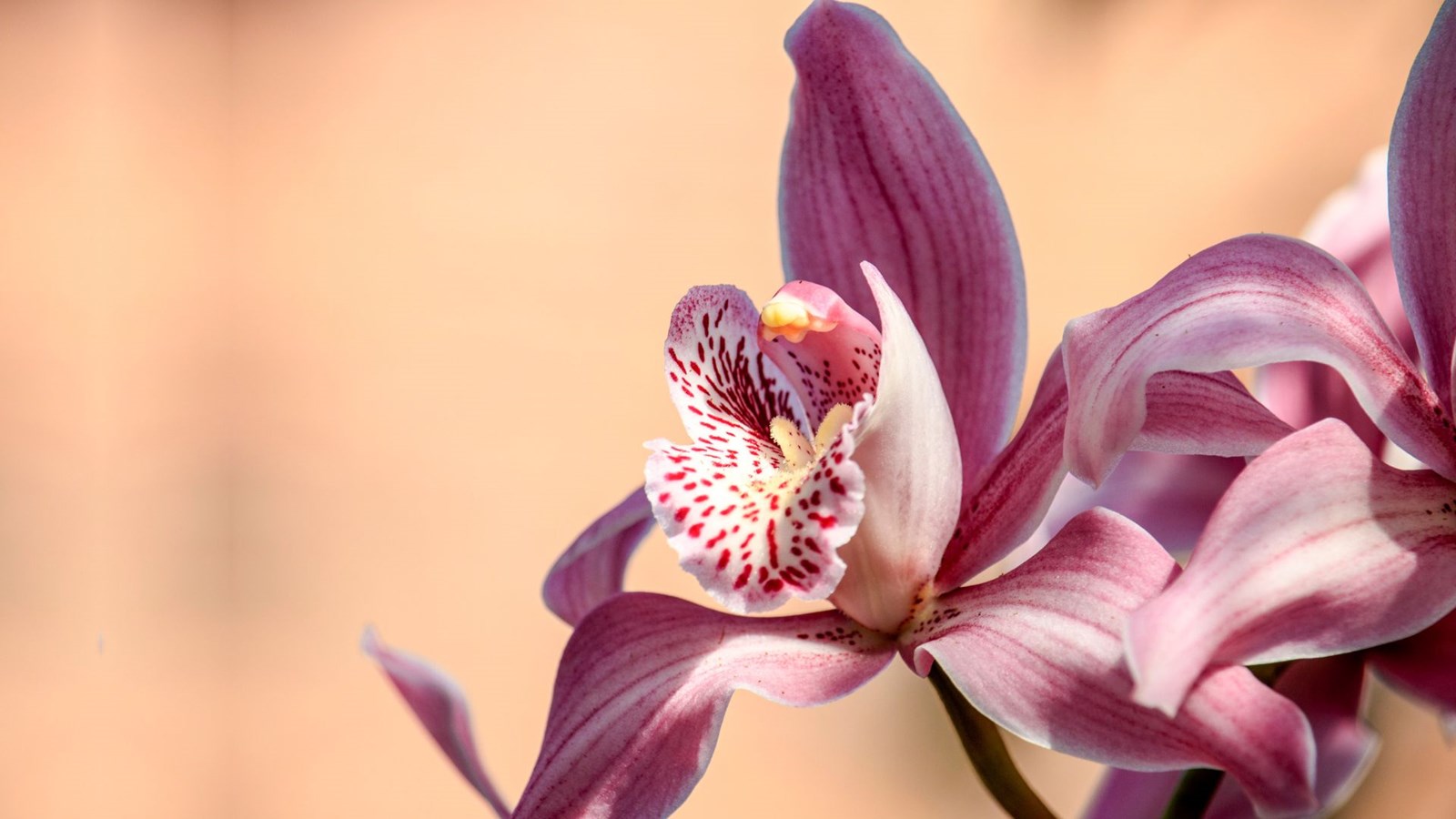 Chasse aux orchidées au coucher du soleil à la Réserve de Lanoraie