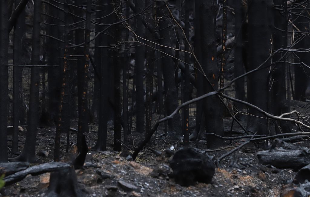 Climat et aménagement des forêts: un vaste chantier est nécessaire