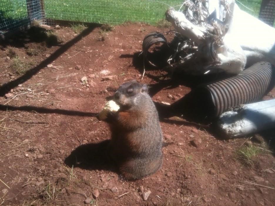 La nouvelle marmotte de Val d'Espoir est prête à prédire le printemps