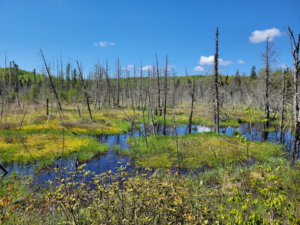 Un total de 223 hectares protégés de plus à Sainte-Émélie-de-l’Énergie
