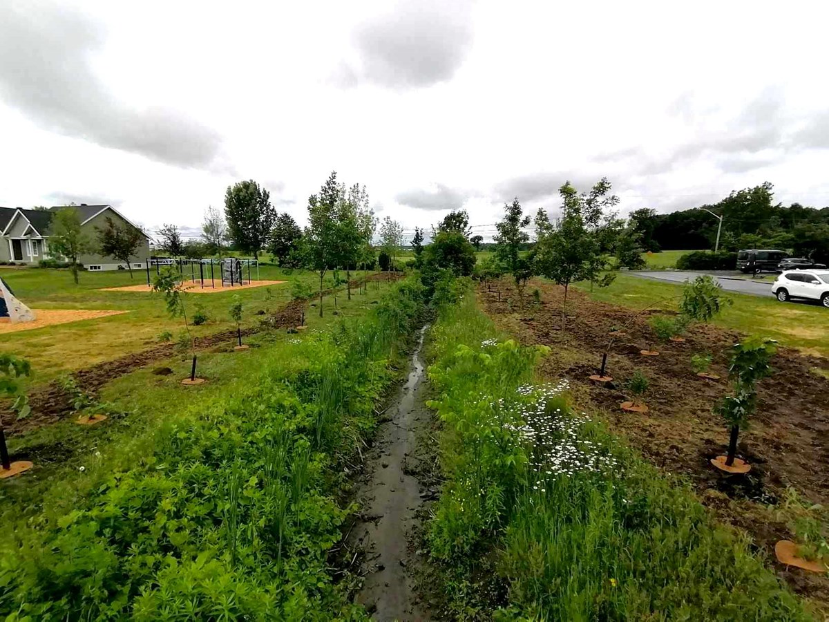 Plantation de plus de 1 750 arbres et arbustes à Crabtree
