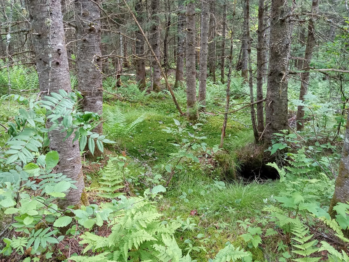 Une propriété de près de 10 hectares protégée à Saint-Côme