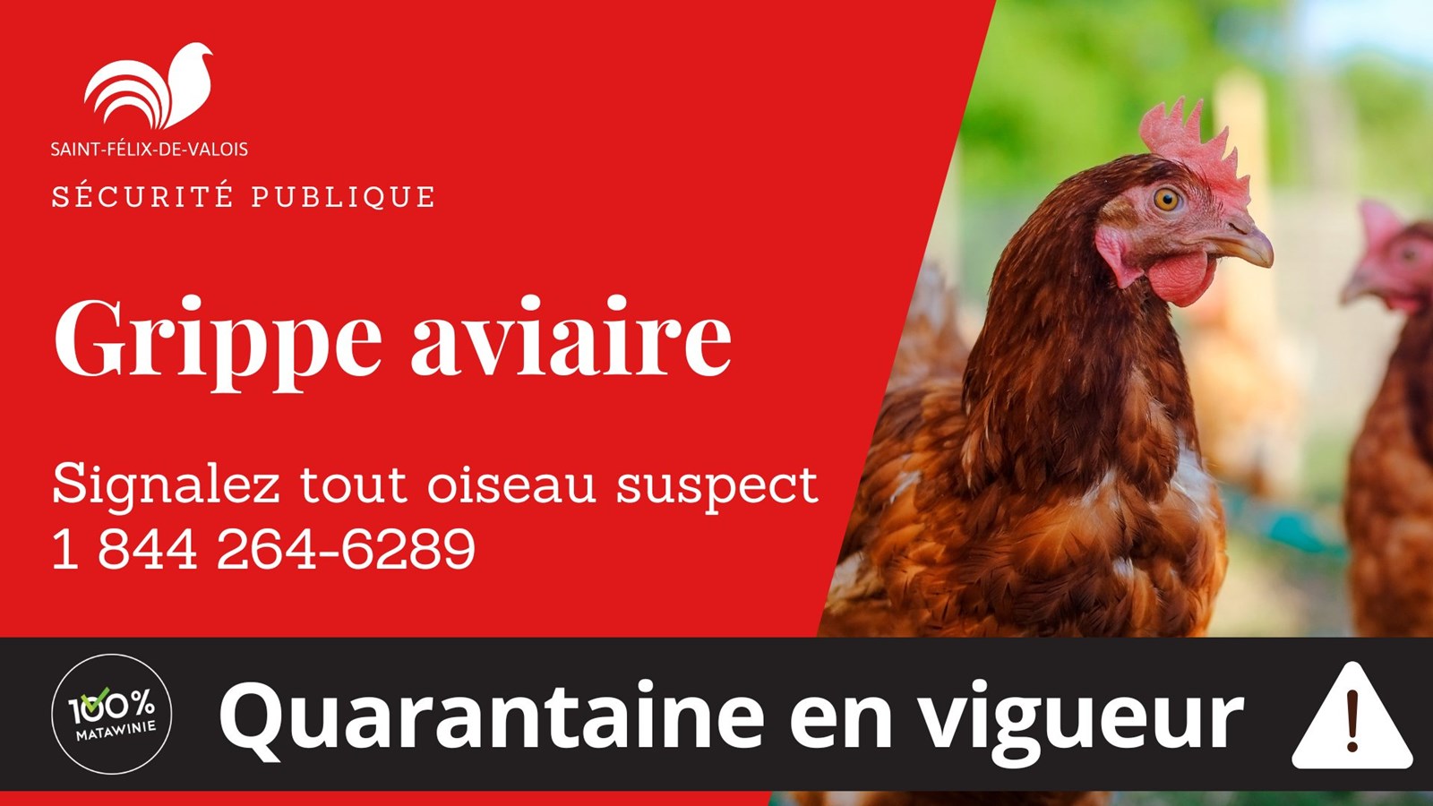 Grippe aviaire à St-Félix-de-Valois : décontamination jusqu'au 20 octobre