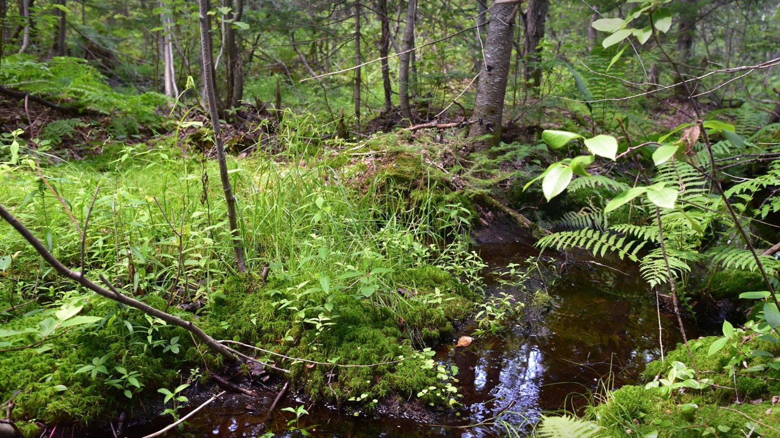 La Forêt Lacelle protégée à perpétuité à Saint-Gabriel-de-Brandon