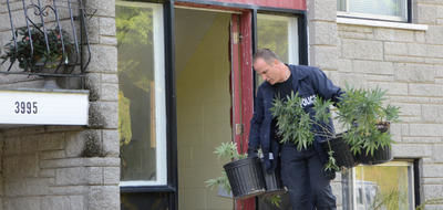 Les forces de l'ordre ont saisi plus de 300 plants dans un immeuble à logement de la rue Sainte-Marguerite à Trois-Rivières. Trois-Rivières le 14 septembre 2011. NICOLAS DUCHARME/L'ÉCHO DE TROIS-RIVIÈRES/AGENCE QMI