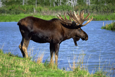 La chasse apporte d'importantes retombées pour la Mauricie.