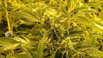 Les policiers de l'Escouade régionale mixte ont saisi 785 plants de cannabis. AGENCE QMI